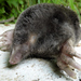 Mediterranean Mole - Photo (c) Roberto Sindaco, some rights reserved (CC BY-NC-SA), uploaded by Roberto Sindaco