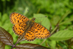Boloria