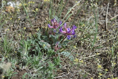 Astragalus shortianus