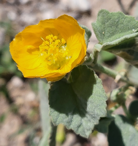 Berlandier's Indian mallow (Abutilon berlandieri)