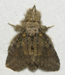 Peridea angulosa