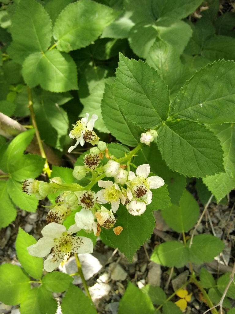 brambles from Широкая балка Широкая Балка, Краснодарский край, Россия ...