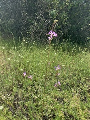 Clarkia delicata