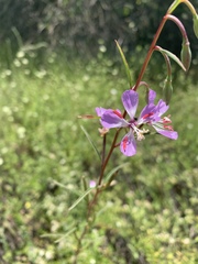 Clarkia delicata
