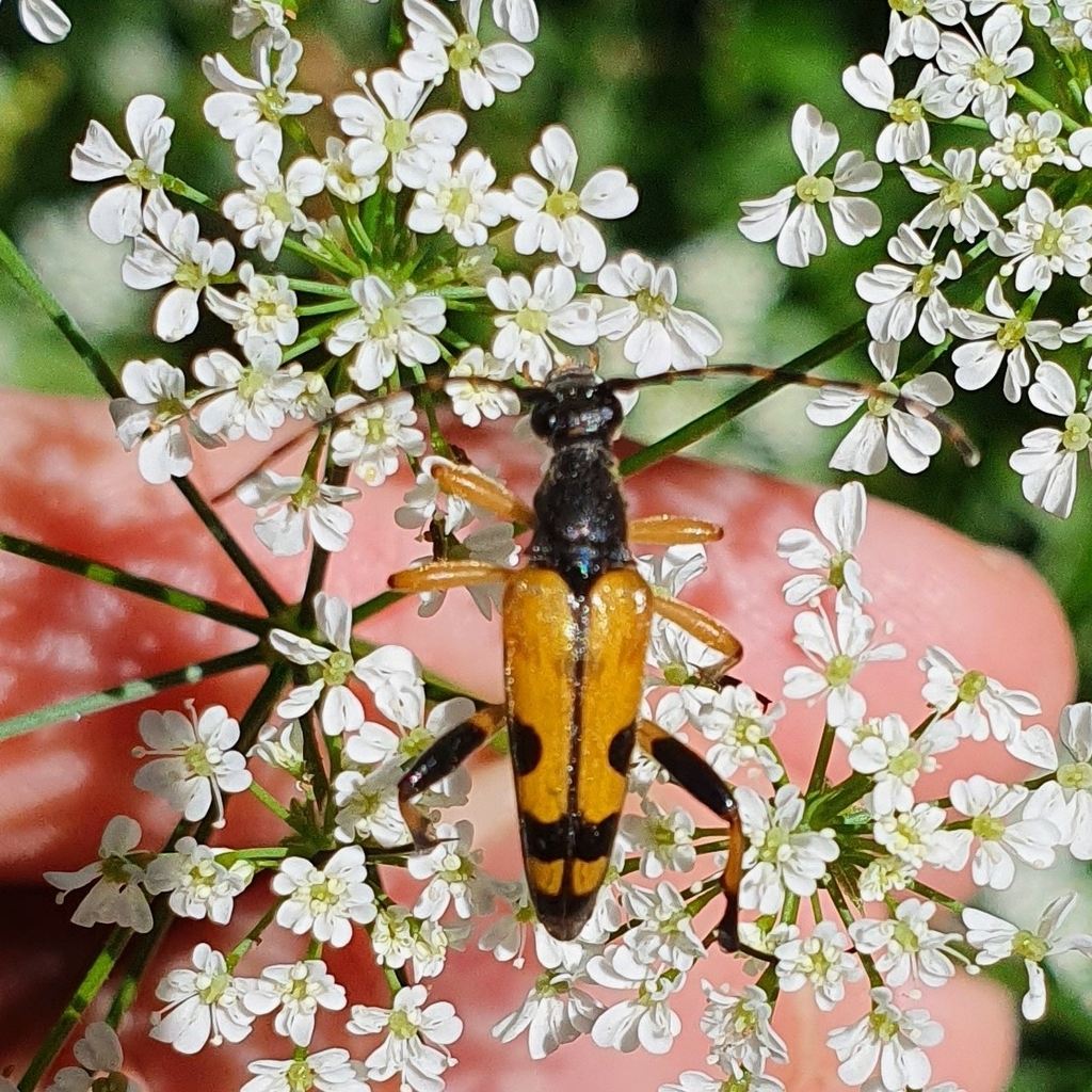 Gefleckter Schmalbock