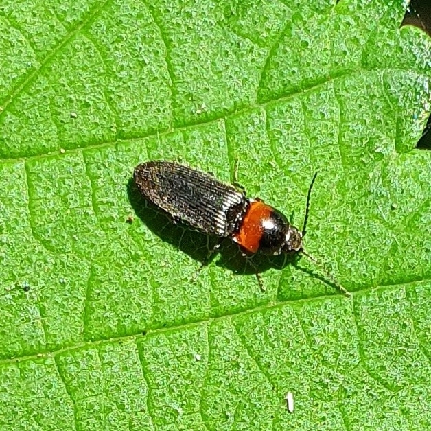 Cardiophorus ruficollis