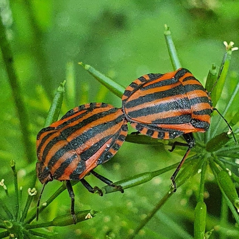 European Striped Shield Bug