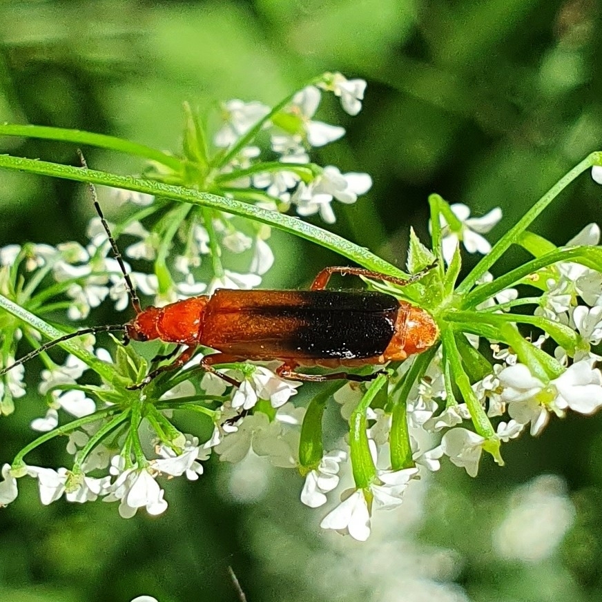 Coleottero soldato rosso