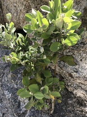 Arctostaphylos patula