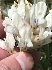 Oxytropis sericea