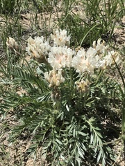 Oxytropis sericea