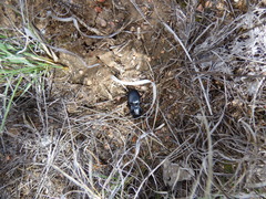 Pasimachus elongatus