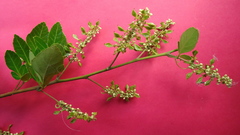 Paullinia trigonia
