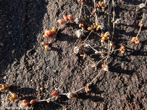 Delosperma repens, photograph 6