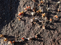 Delosperma repens, photograph (c) Andrew Hankey, some rights reserved (CC BY-SA)