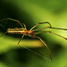 Arañas de Quelíceros Alargados - Photo (c) Andrew., algunos derechos reservados (CC BY-NC-ND)
