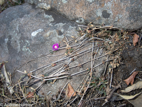 Delosperma repens