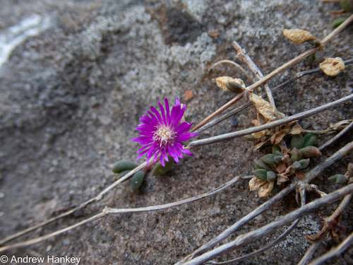 Delosperma repens, photograph 4