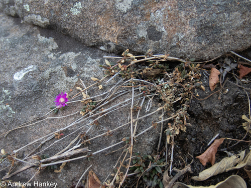 Delosperma repens, photograph 5