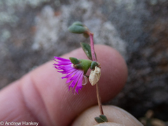 Delosperma repens, photograph (c) Andrew Hankey, some rights reserved (CC BY-SA)