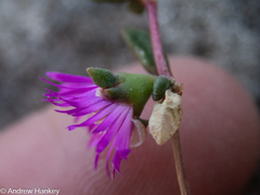 Delosperma repens, photograph (c) Andrew Hankey, some rights reserved (CC BY-SA)
