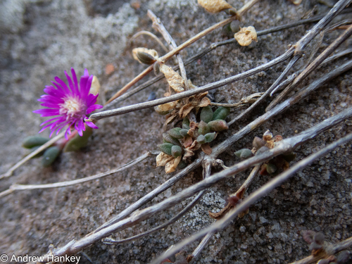 Delosperma repens, photograph 3