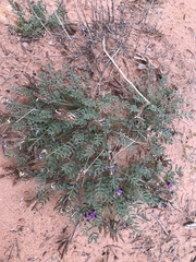 Astragalus monumentalis