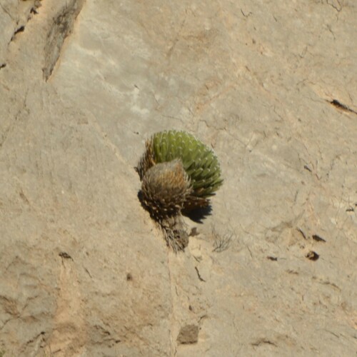 Image of Agave victoriae by (c) Mauricio Calderón, some rights reserved (CC BY)