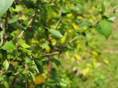 Phimenes flavopictus formosanus