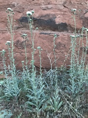 Cirsium neomexicanum utahense