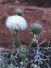 Cirsium neomexicanum utahense