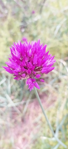 Allium barsczewskii