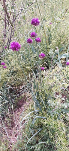 Allium barsczewskii, photograph 2