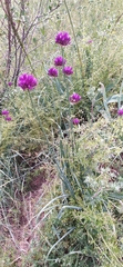Allium barsczewskii, photograph author not stated, no rights reserved