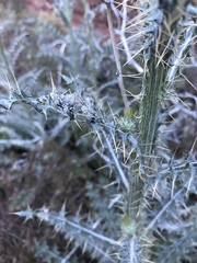 Cirsium neomexicanum utahense