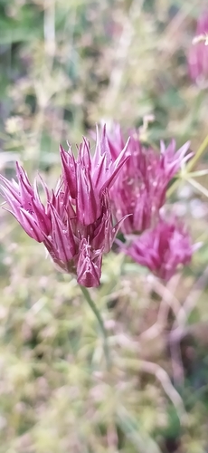 Allium inconspicuum (Allium inconspicuum)