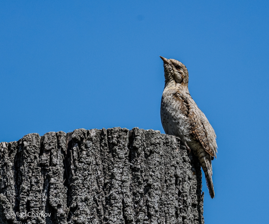 iNaturalist.org. В.Чарков, г.Чебоксары Чувашия, май 2024