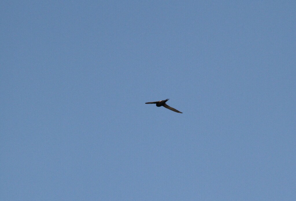 White-rumped Swift from Bojanala Platinum District Municipality, South ...