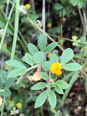 Acmispon wrangelianus