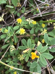 Acmispon wrangelianus