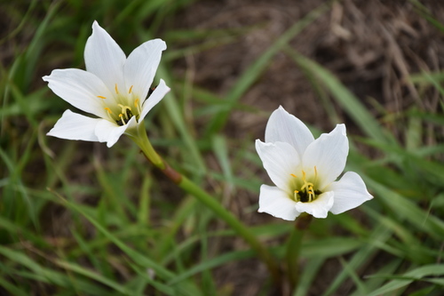Amaryllidaceae image