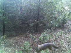 Canis latrans ochropus