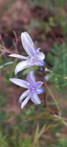 Image of Ixiolirion tataricum by no rights reserved