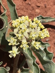 Asclepias macrosperma