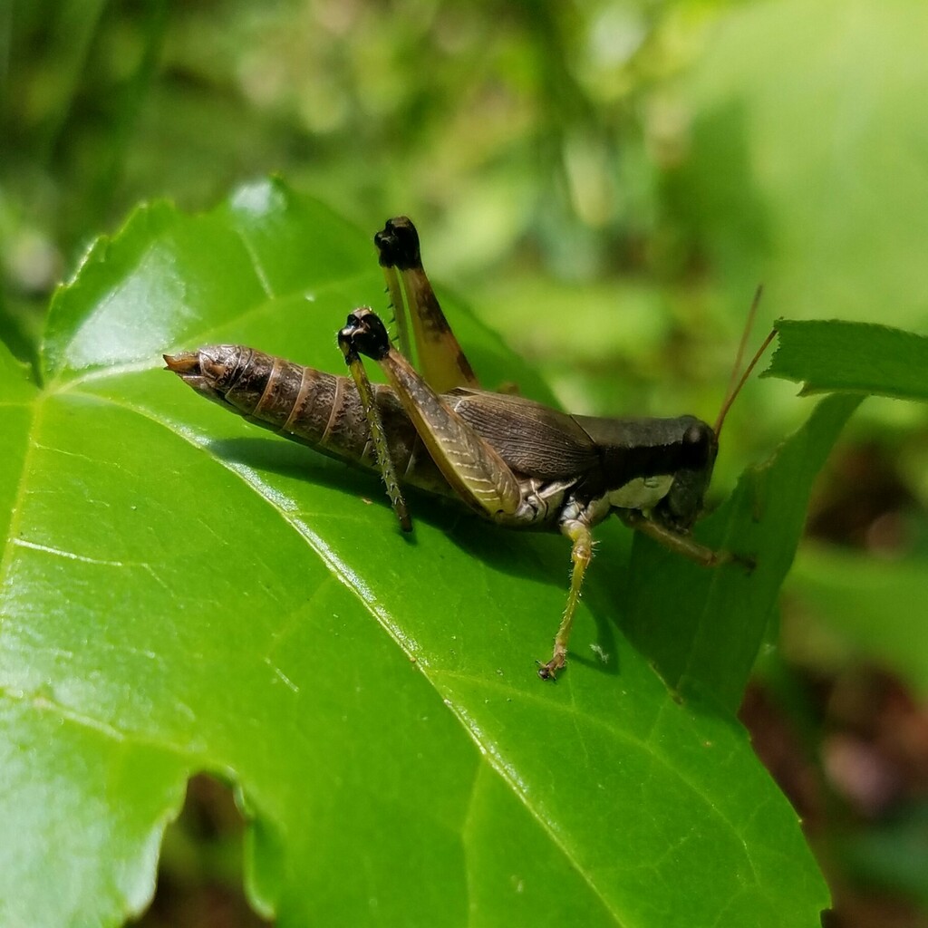 Melanoplus longicornis