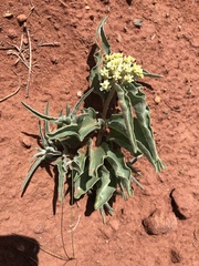 Asclepias macrosperma
