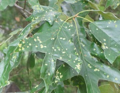 Taphrina caerulescens