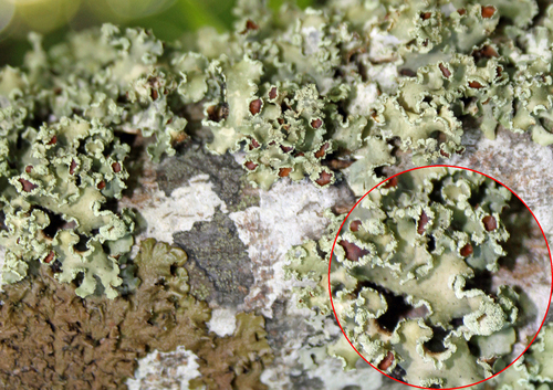 Yellow Ribbon Lichen