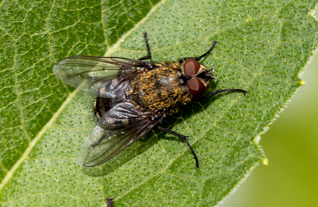 Bot Flies, Blow Flies, and Allies from Centerville, OH, USA on May 27 ...
