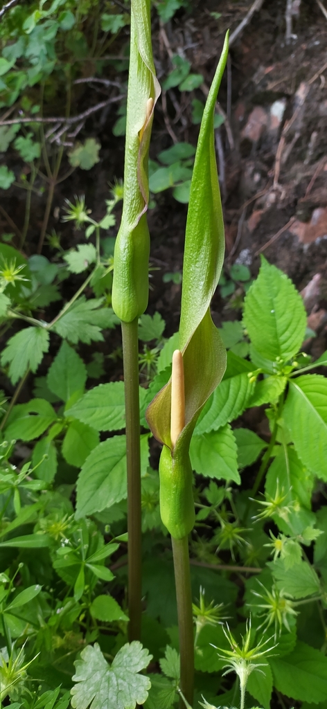 Arum korolkowii (Arum korolkowii)
